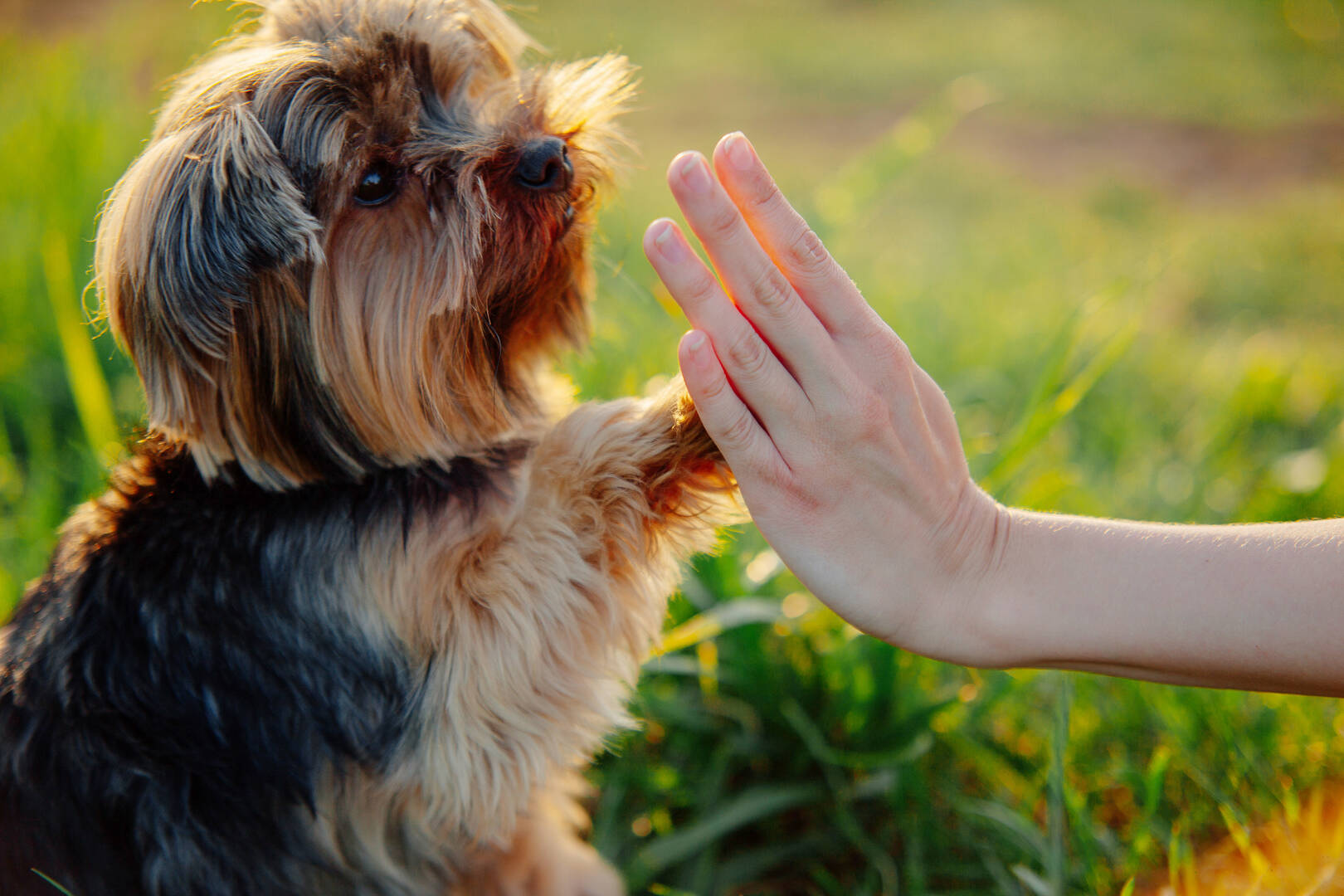 Pooch Perks