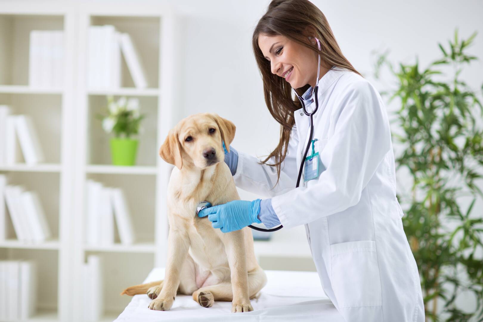 Great Southern Animal Hospital