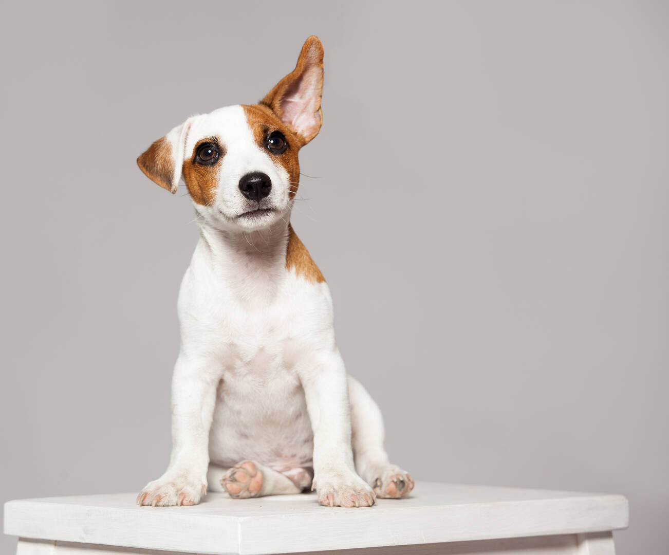Interlude Pet Resort & Spa