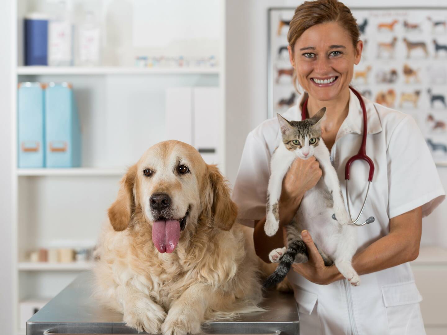 Angel Pet Hospital